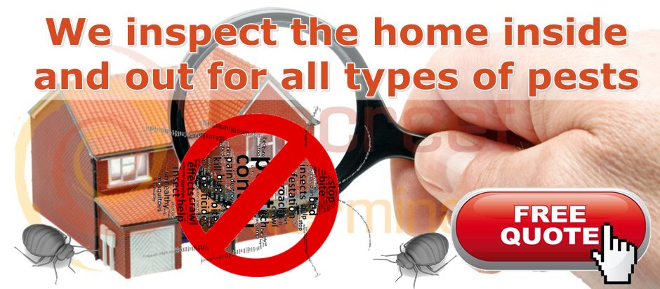 domestic bugs removal