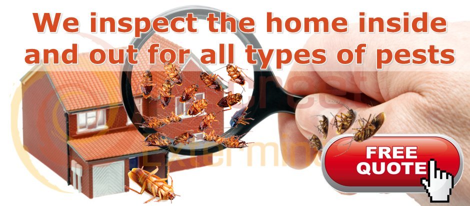 domestic cockroaches control services