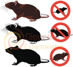 rodent management